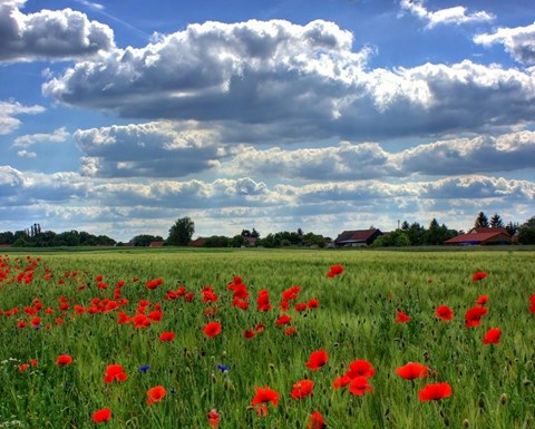 campo papaveri