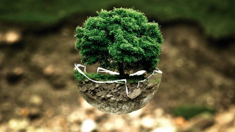 Albero terra