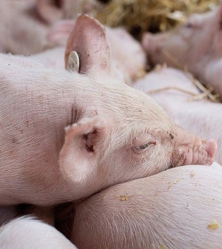 Pigs Overview-640x515.jpg