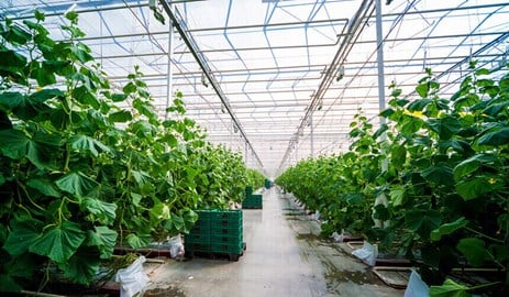 Growing vegetables in a greenhouse