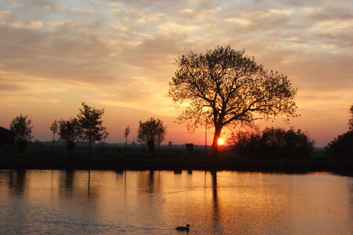 Tree in beautiful nature