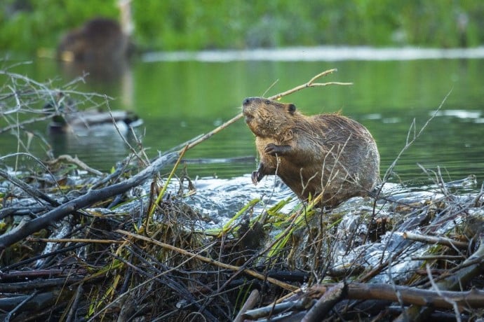 Kiwa - Beaver building a dam - International Beaver Day