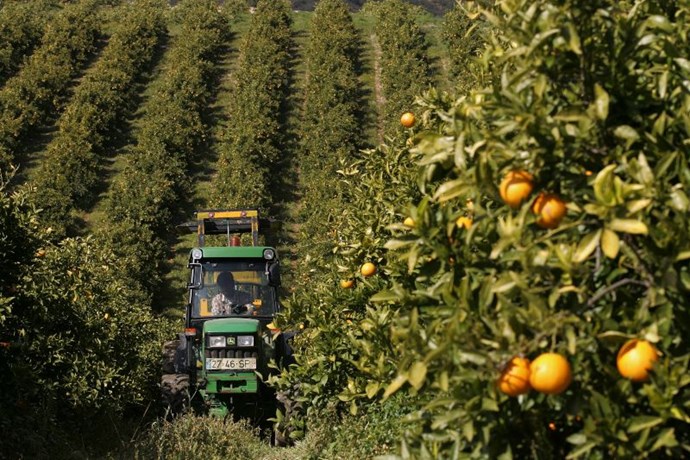 Citrus-of-Algarve-PGI-fruit-orchard.jpg