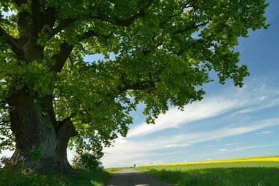 Tree in a green landscape