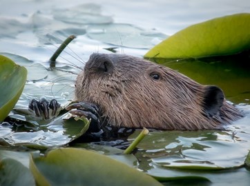 Bever