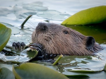 Bever