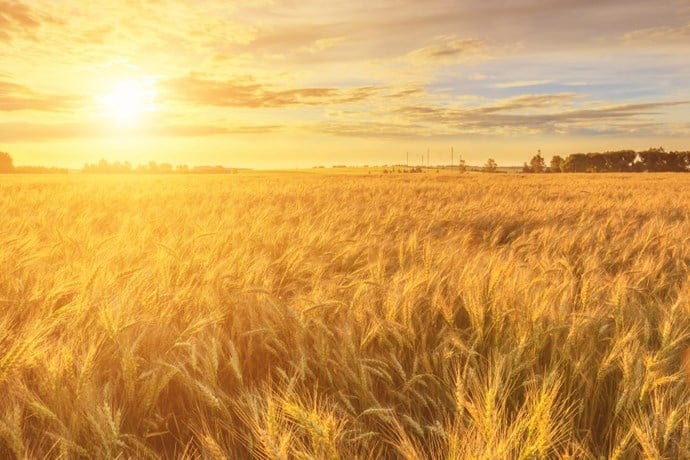 wheat-field.jpg