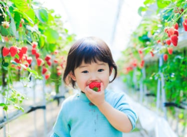 Food safety certification