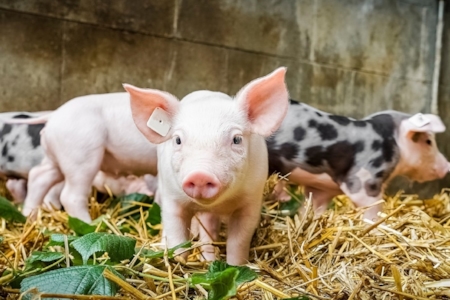 benessere animale allevamento