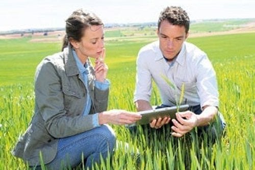 Two Kiwa auditors analyzing data on a digital tablet in a green agricultural field, showcasing modern farming technology under a clear blue sky