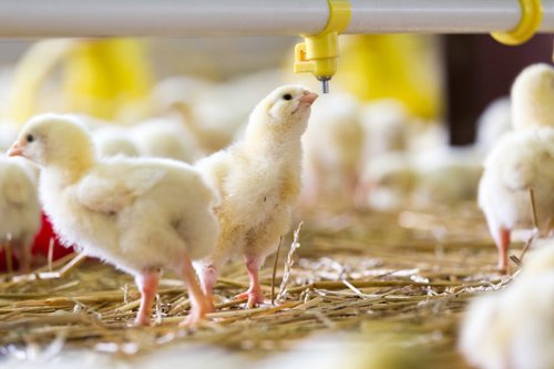 baby chicks