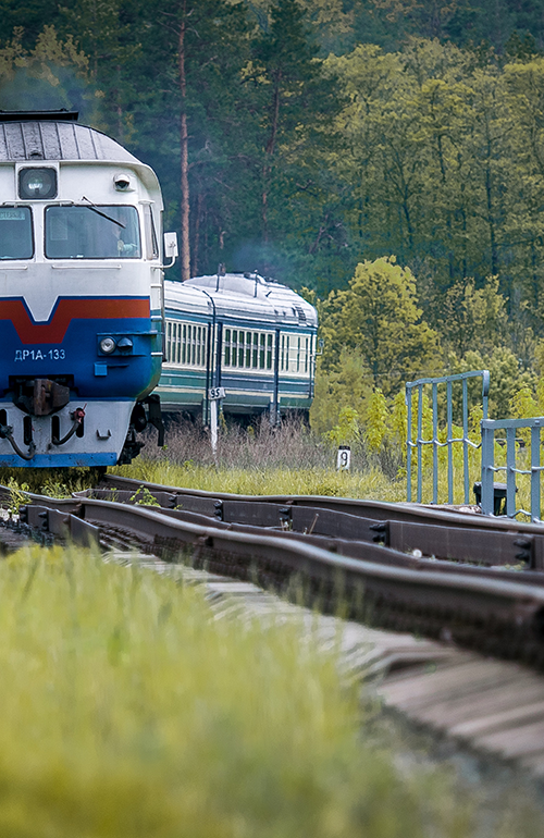 A train traveling through a green forest