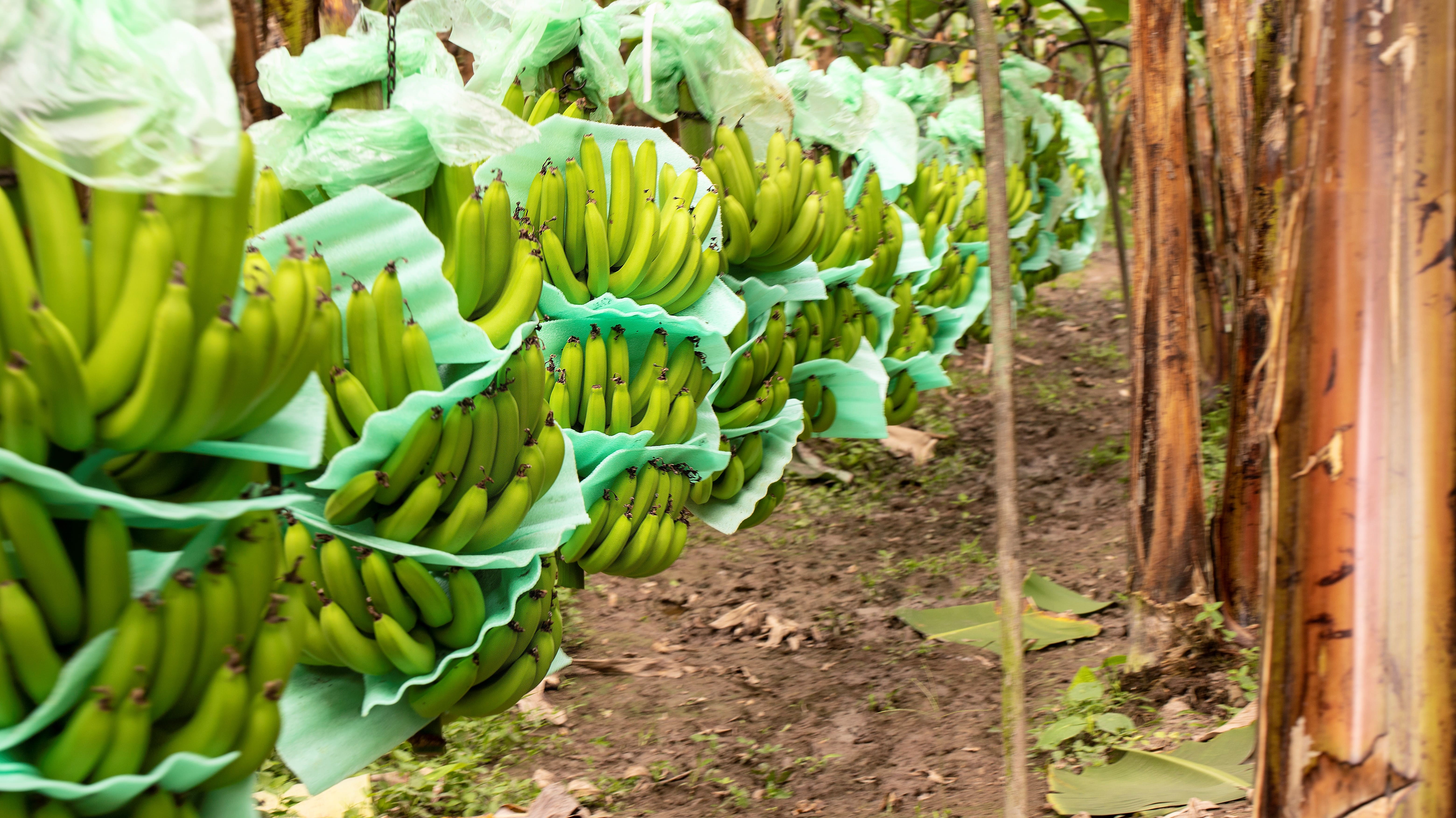 platanos 