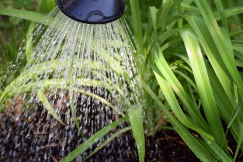 Watering green plants with a showerhead in a garden bed.