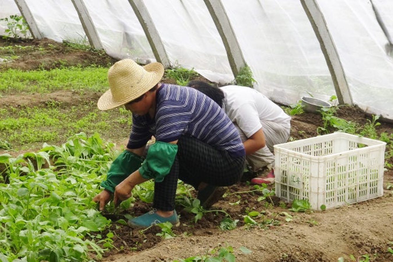 farmer