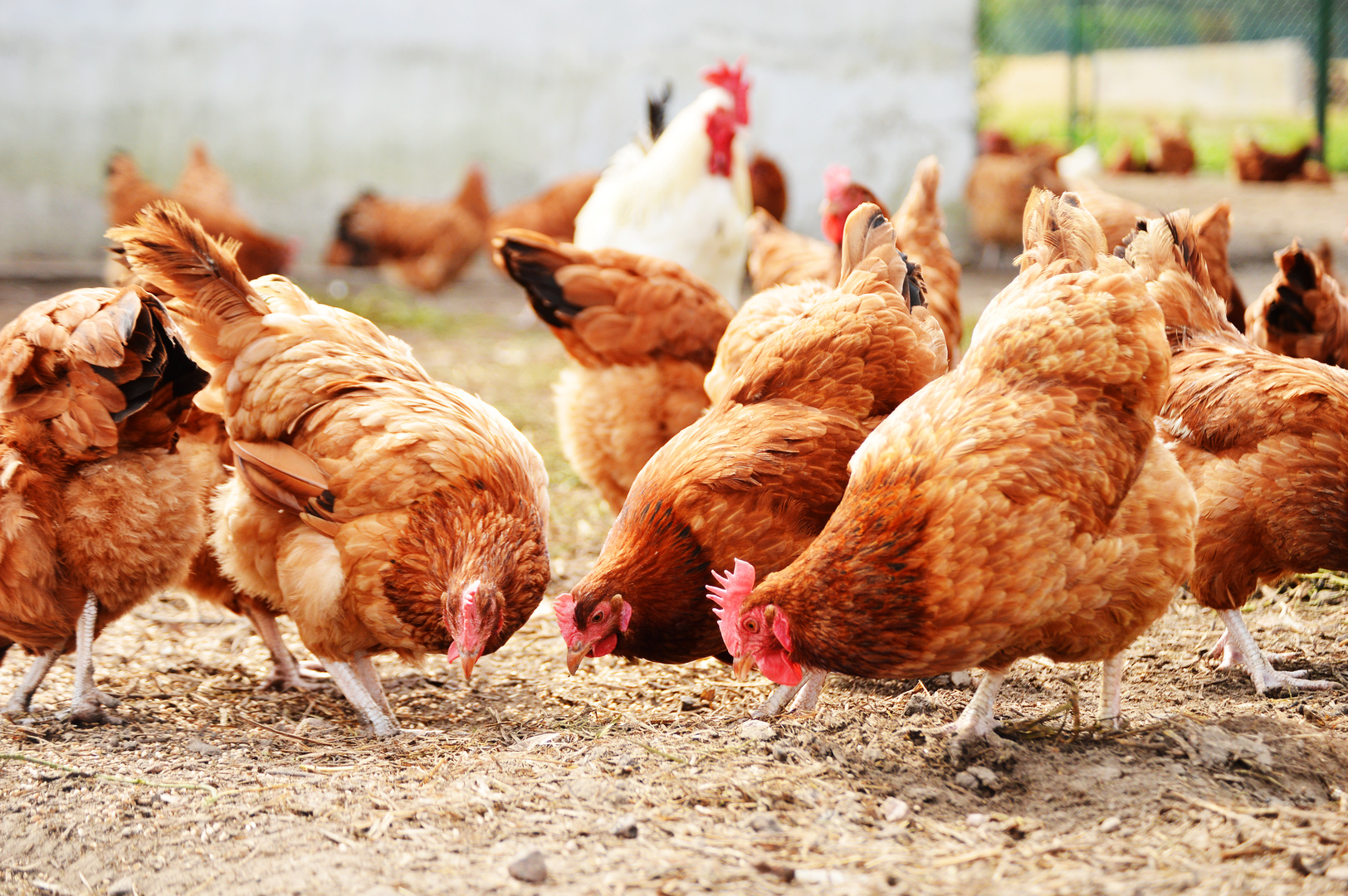 QAFP Chicken hens 