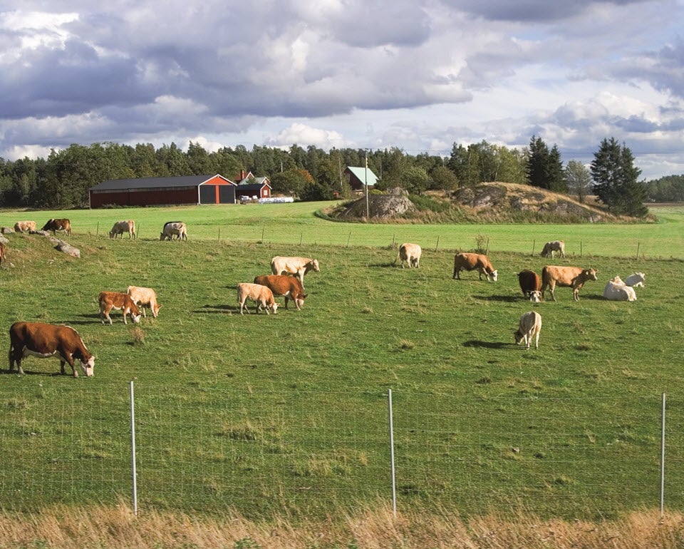 vacas en el campo