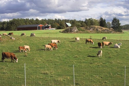 vacas en el campo