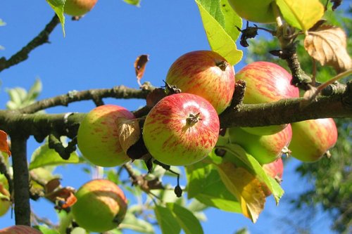 Äpplen som växer på en gren i ett träd, med gröna blad och blå himmel i bakgrunden - Kiwa erbjuder certifiering enligt IP-standarden.