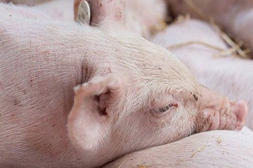 close-up of a pig in a pig farm