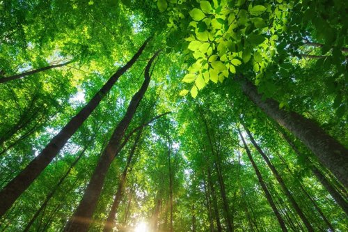 Bosque con árboles altos y frondosos iluminados por los rayos del sol al amanecer.