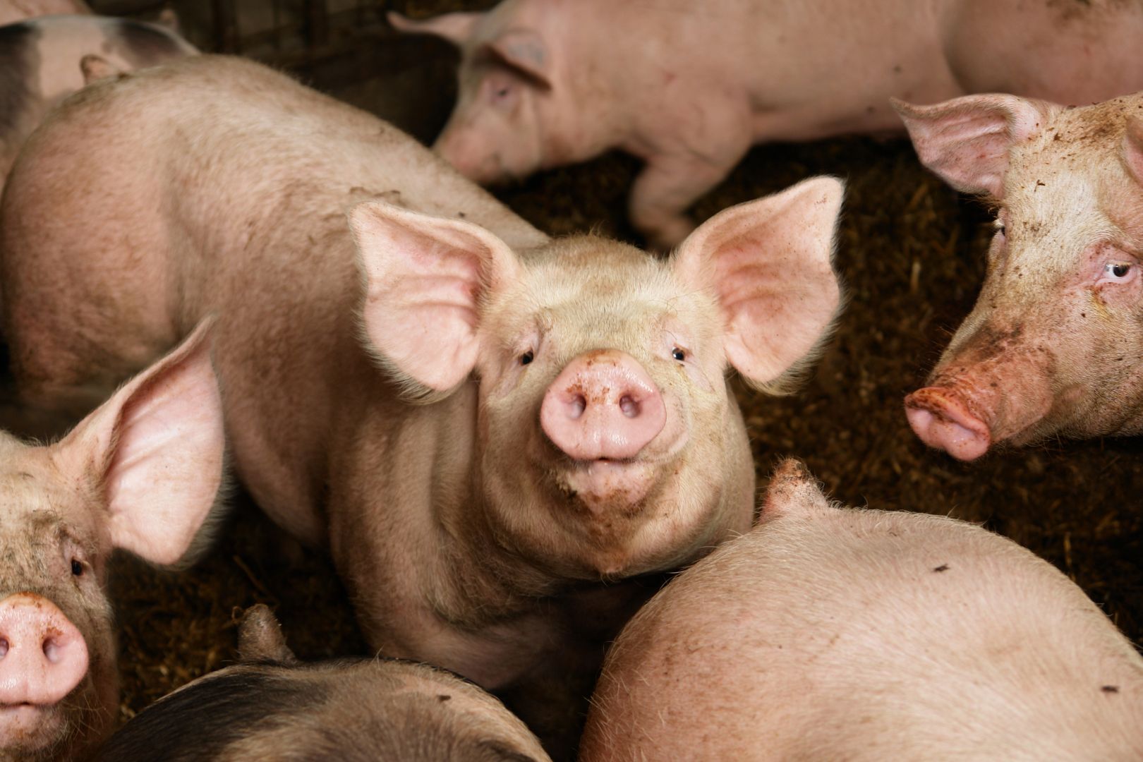 Group of pigs standing close together in a pen, with one pig centered facing the camera.